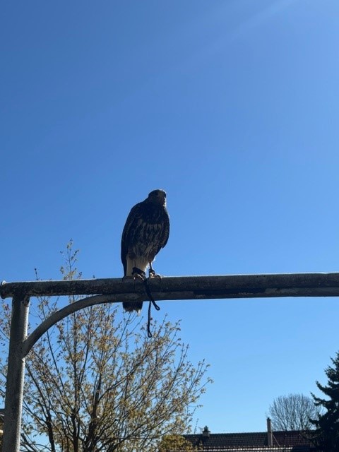 Ukázka výcviku dravců